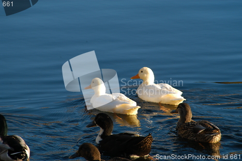 Image of Birds