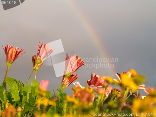 Image of rainbow and flowers