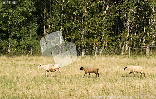 Image of Three Sheep