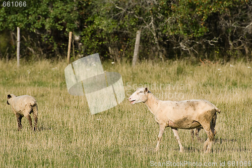 Image of Two Sheep