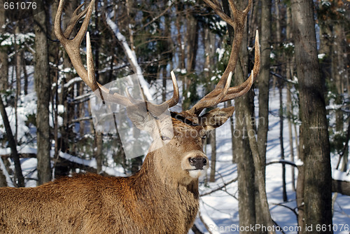 Image of Elk