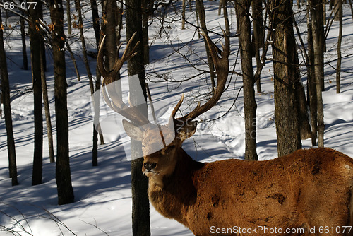 Image of Elk