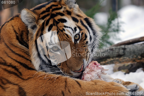 Image of Tiger