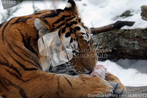 Image of Tiger