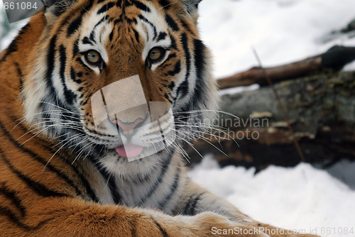 Image of Tiger