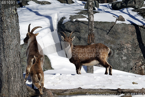 Image of Alpine Ibex