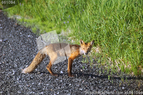 Image of Red Fox