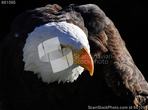 Image of Bald Eagle