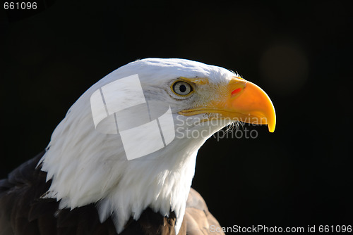 Image of Bald Eagle