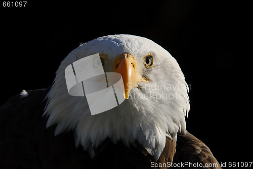 Image of Bald Eagle