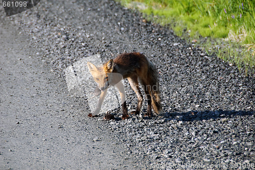 Image of Red fox