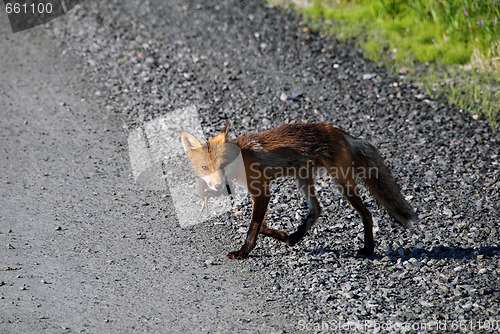 Image of Red fox