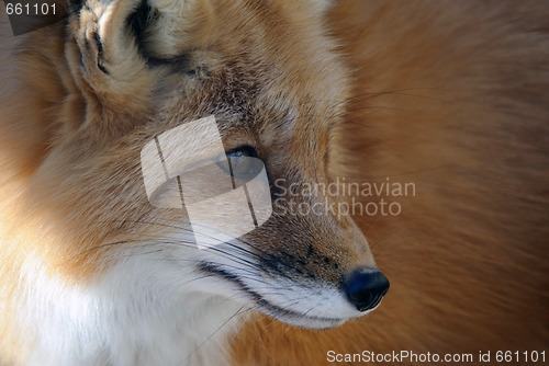 Image of Red Fox Portrait