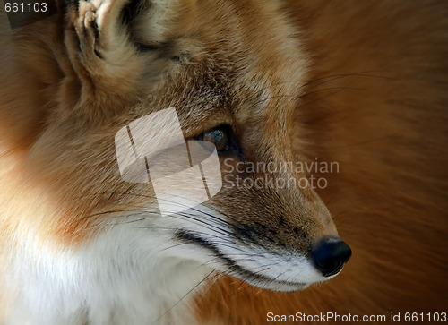 Image of Red Fox Portrait