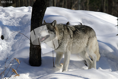 Image of Gray Wolf