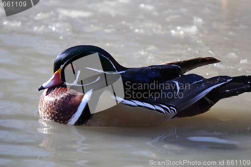 Image of Wood Duck