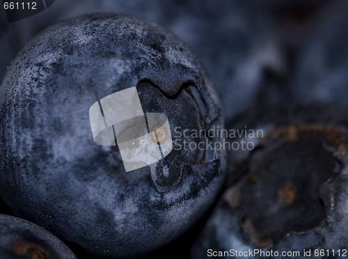 Image of Blueberry