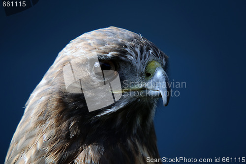 Image of Red-tailed Hawk