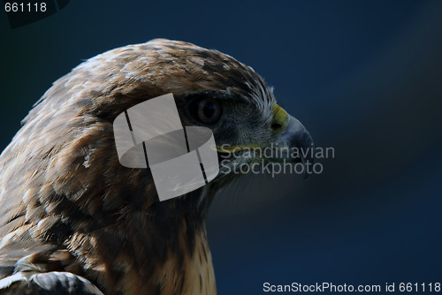 Image of Red-tailed Hawk