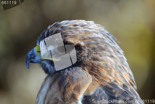 Image of Red-tailed Hawk