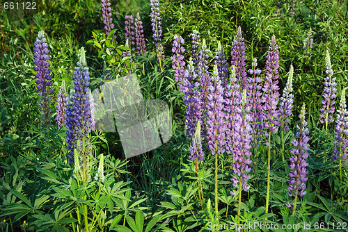 Image of Wild Lupines