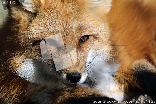 Image of Red Fox Portrait