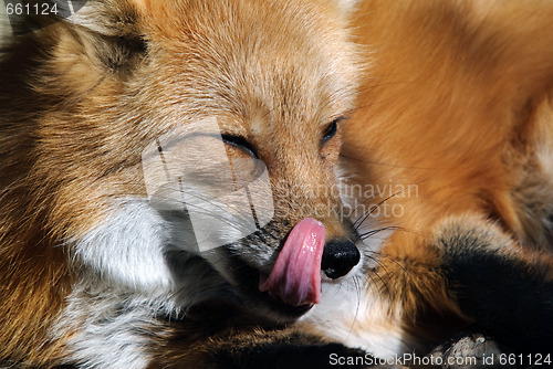 Image of Red Fox Portrait