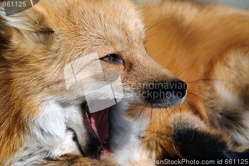 Image of Red Fox Portrait