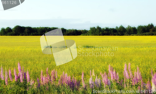 Image of Wild Lupines