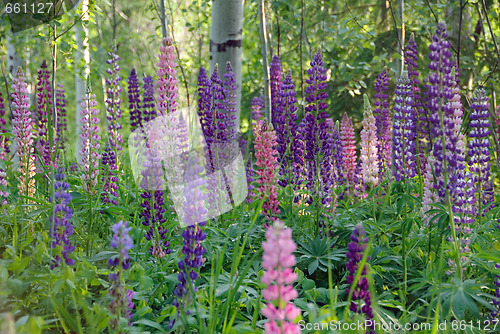 Image of Wild Lupines