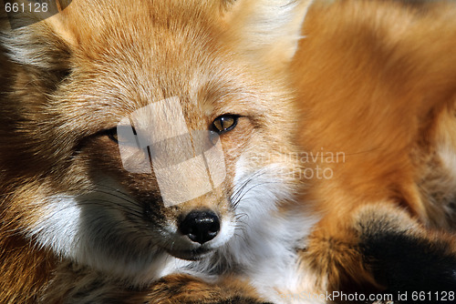 Image of Red Fox Portrait