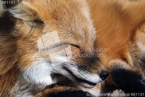 Image of Red Fox Portrait