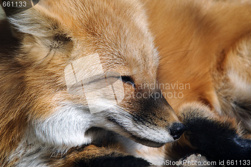 Image of Red Fox Portrait