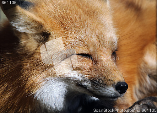 Image of Red Fox Portrait