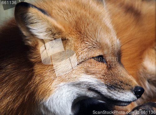 Image of Red Fox Portrait