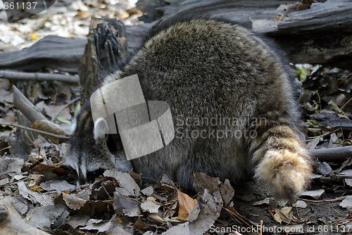 Image of Raccoon