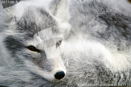 Image of Arctic Fox