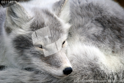 Image of Arctic Fox