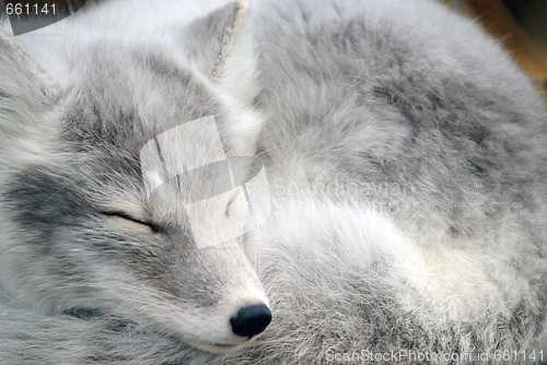 Image of Arctic Fox