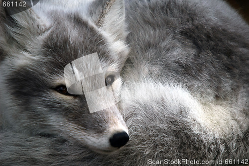 Image of Arctic Fox