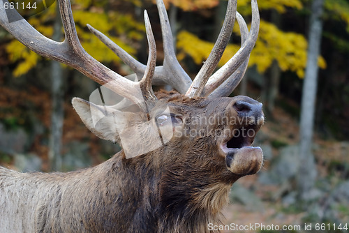 Image of Wapiti