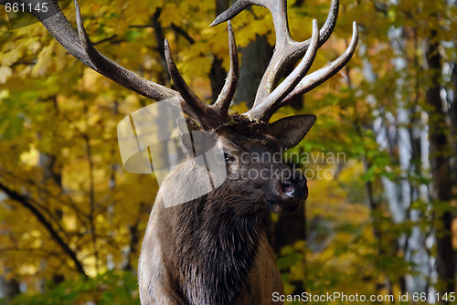 Image of Wapiti