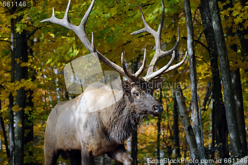 Image of Wapiti