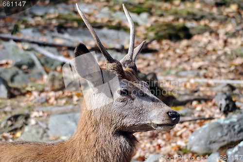 Image of Wapiti