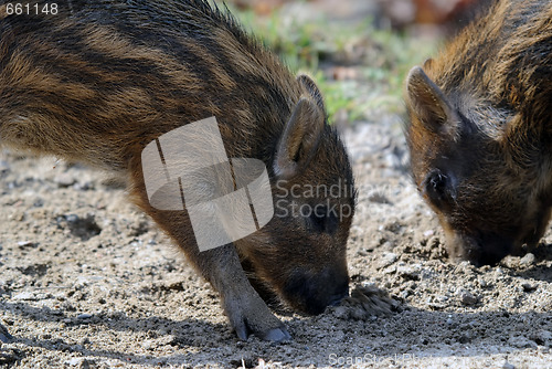 Image of Young Wild Boar