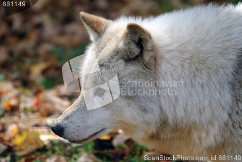 Image of Arctic Wolf