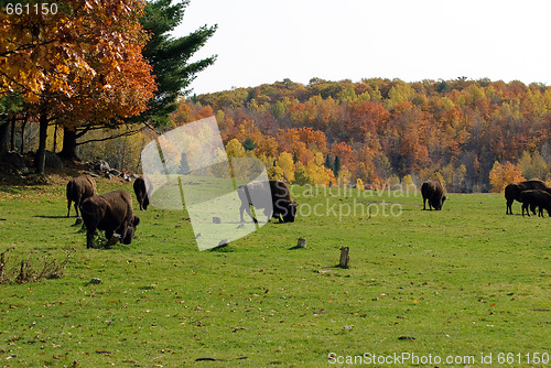 Image of Bison herd