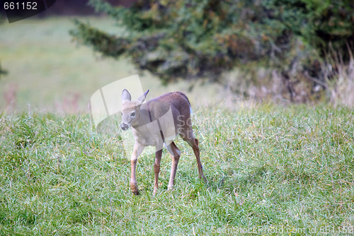 Image of Whitetail deer