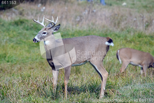 Image of Whitetail deer
