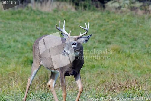 Image of Whitetail deer